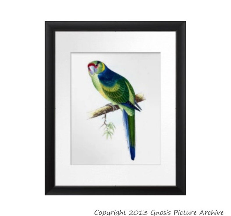 May include: A vintage illustration of a green and blue parrot perched on a branch. The parrot has a red beak and is facing to the right. The illustration is on a white background.