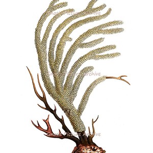 K&ouml;nnte beinhalten: Eine antike botanische Illustration eines Seef&auml;chers, mit einer verzweigten Struktur mit beigefarbener, strukturierter Oberfl&auml;che. Die Basis ist dunkelbraun mit r&ouml;tlich-braunen Akzenten, vor einem wei&szlig;en Hintergrund. Das Kunstwerk zeigt komplizierte Details.