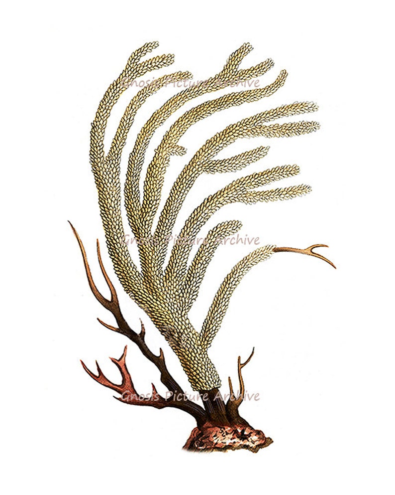 K&ouml;nnte beinhalten: Eine antike botanische Illustration eines Seef&auml;chers, mit einer verzweigten Struktur mit beigefarbener, strukturierter Oberfl&auml;che. Die Basis ist dunkelbraun mit r&ouml;tlich-braunen Akzenten, vor einem wei&szlig;en Hintergrund. Das Kunstwerk zeigt komplizierte Details.