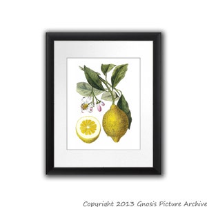 Lemon Art Print No.9 Unframed Wall Art image 1