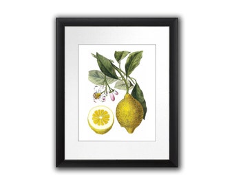 Lemon Art Print No.9 Unframed Wall Art