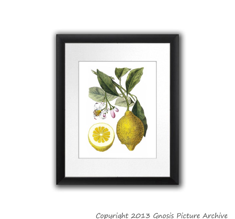 Lemon Art Print No.9 Unframed Wall Art image 1