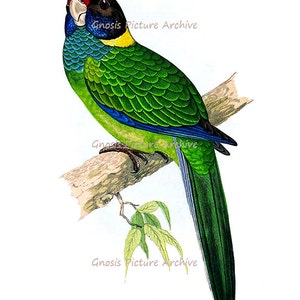 Wall Hanging Antique Bird Print Tropical Parrot No.8 Blue Red Green Yellow Vintage Bird Print Wall Decor Art Print 8x10 GnosisPictureArchive