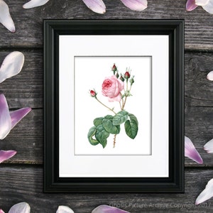 May include: A framed botanical illustration of a pink rose with green leaves and buds. The rose is in bloom and has a delicate pink color. The illustration is set against a white background.