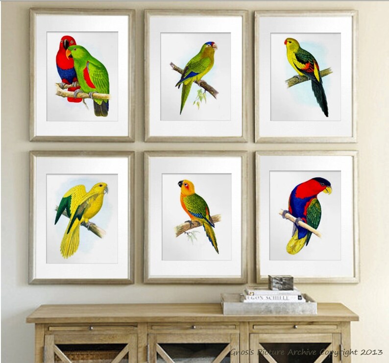 Antique Bird Print Green Parrot No.7 Wall Hanging Vintage Ornithology Nature Studies Home Decor Wall Art Print 8x10 GnosisPictureArchive image 3