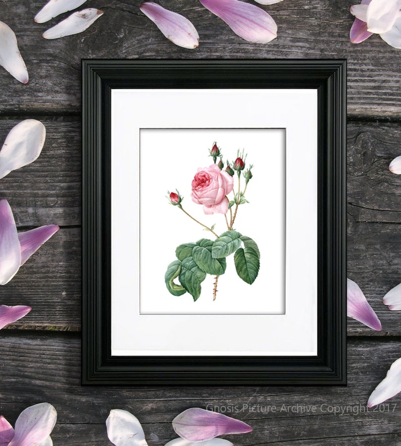 Rose Wall Art Decor Pink Roses Set of 4 Unframed Prints, Girls Nursery ...
