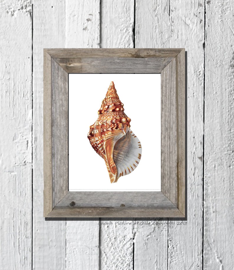 Coastal Decor Sea Shell Print No.3 Conch Shell Sea Life Beach Cottage ...