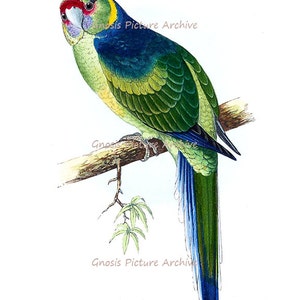 Antique Bird Print Green Parrot No.7 Wall Hanging Vintage Ornithology Nature Studies Home Decor Wall Art Print 8x10 GnosisPictureArchive
