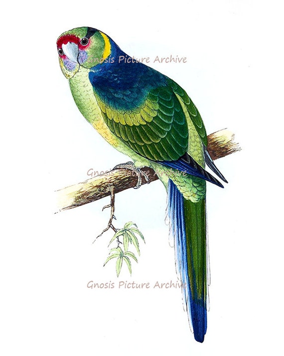 Antique Bird Print Green Parrot No.7 Wall Hanging Vintage Ornithology Nature Studies Home Decor Wall Art Print 8x10 GnosisPictureArchive