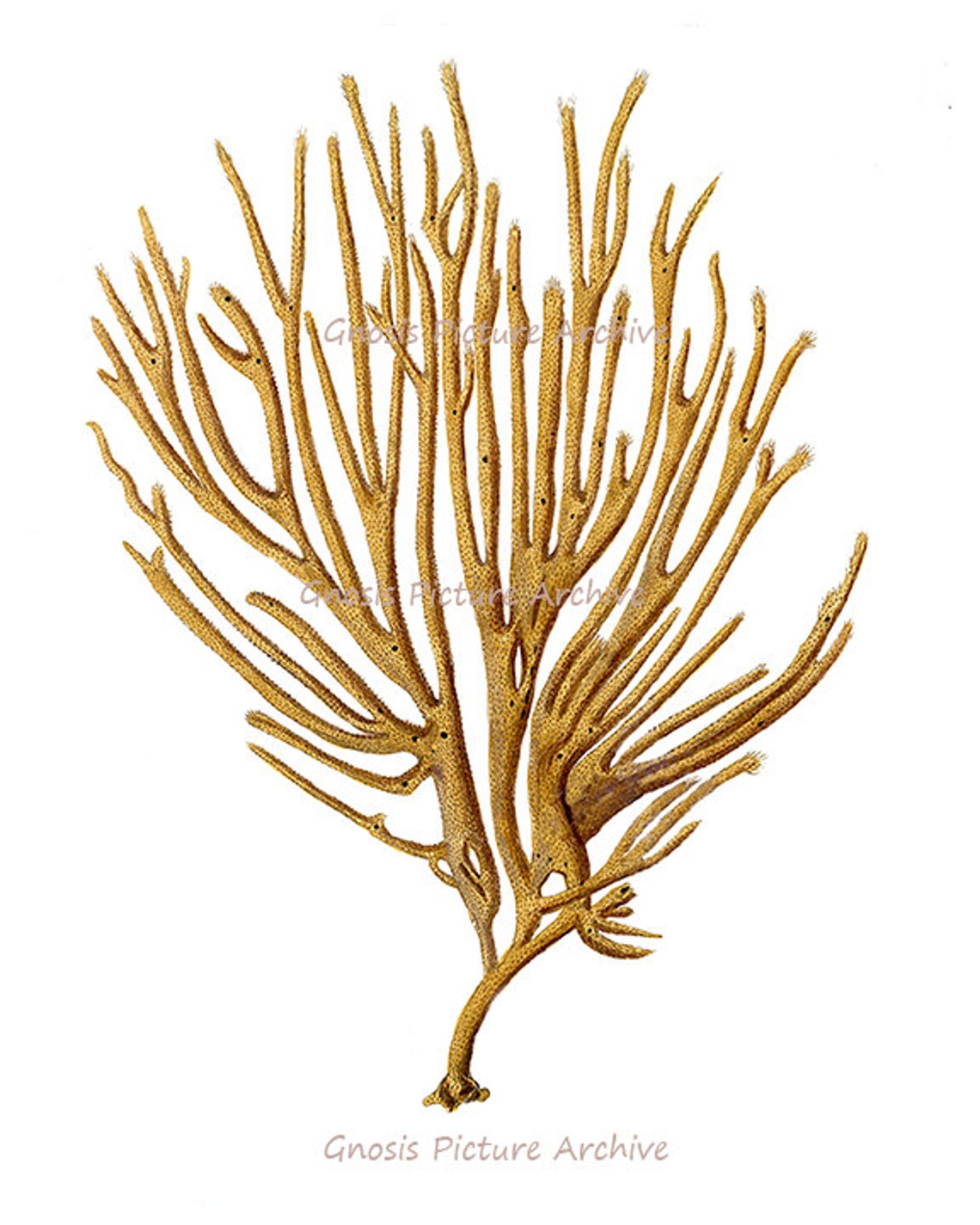 Red Sea Coral Art Prints Set of 4 Beach Art Decor Beach Etsy