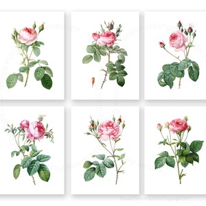 May include: Six vintage botanical illustrations of pink roses with green leaves and stems on a white background.