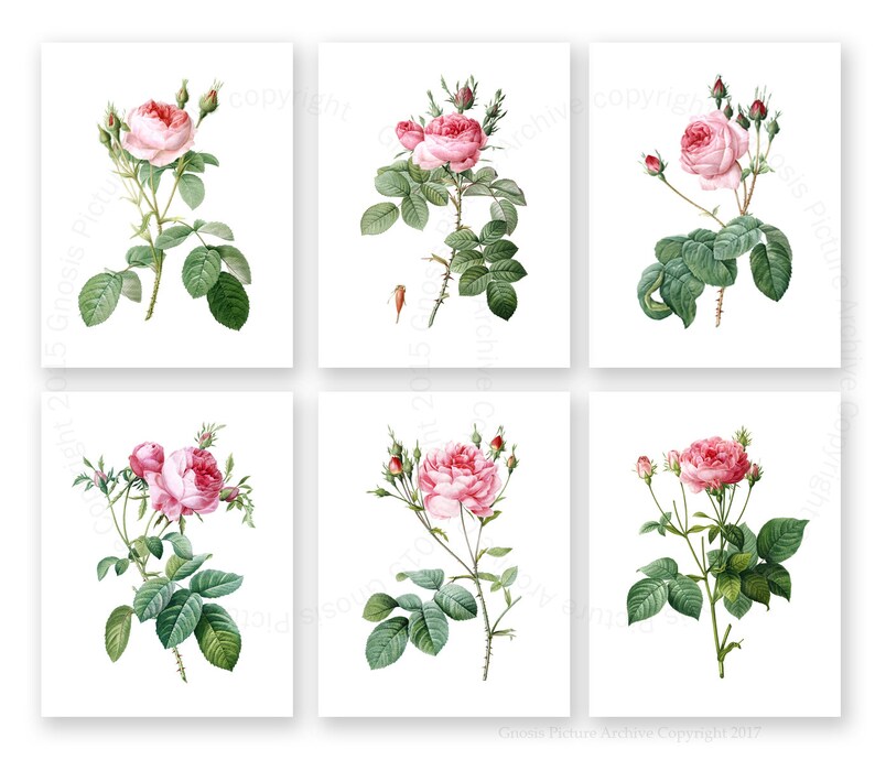 May include: Six vintage botanical illustrations of pink roses with green leaves and stems on a white background.