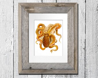 Vintage Sea Creature Print Orange Octopus Print No.2 Sea Life Art Dorm Decor Beach Coastal Nautical Interior Decor 8x10 GnosisPictureArchive