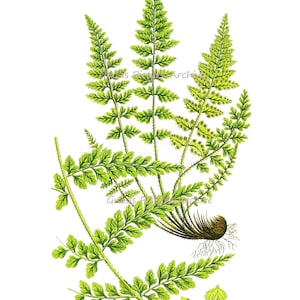 Vintage Fern Print No.6 Botanical Illustration Book Plate Victorian Art Green Leaf  Home Interior Decor  8x10 GnosisPictureArchive