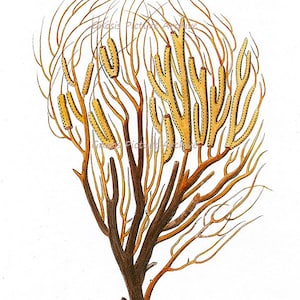 Sea Coral No.7 Wall Decor Poster Beach Decor sepia branch coral sealife illustration Bedroom Decor Wall Art Print 8x10 GnosisPictureArchive