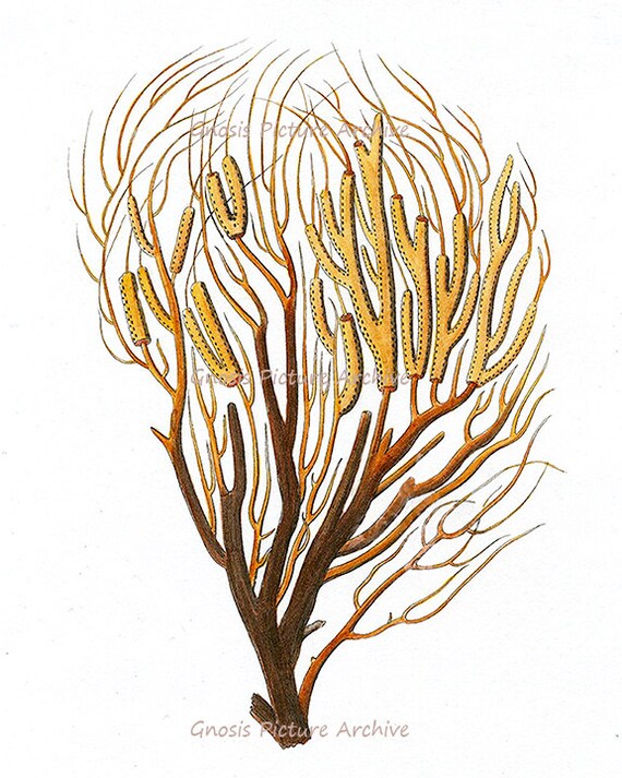 Meer Coral Nr 7 Wall Decor Poster Strand Dekor Sepia Etsy