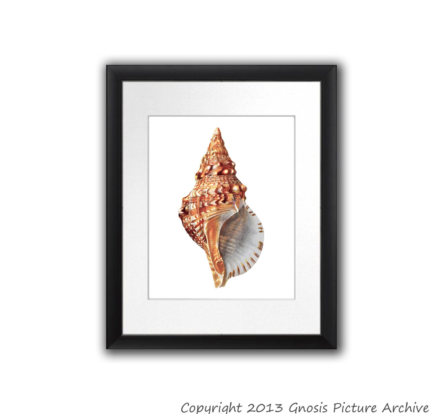Coastal Decor Sea Shell Print No.3 Conch Shell Sea Life Beach Cottage ...