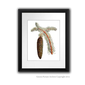 Pine Cone Decor Wall Hanging Conifers print #10 Fall Winter Decor Woodland Wall Decor Christmas Wall Art 8x10&quot; Gnosis Picture Archive