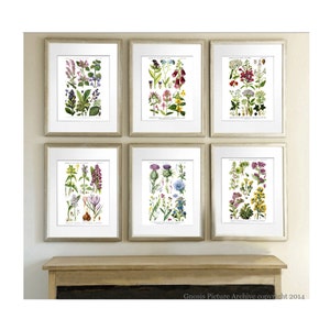 English Wildflowers Wall Art set of 6 unframed English Cottage decor, Cottagecore image 1