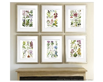 English Wildflowers  Wall Art set of 6 unframed English Cottage decor, Cottagecore