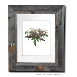 Vintage Bird Nest Art Print no.3 Dove bird eggs green brown Botanical Print Spring Nature Wall Art Decor living room nursery wall decor