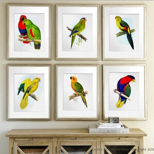 Birds Art set of 6 Parrots Art Red Yellow Green Colorful Tropical Wall Decor Housewarming Gift