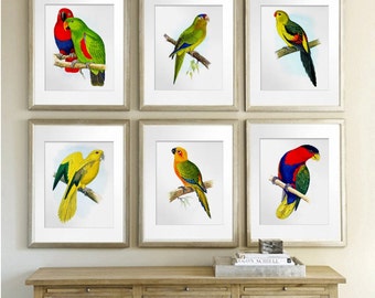 Birds Art set of 6 Parrots Art Red Yellow Green Colorful Tropical Wall Decor Housewarming Gift