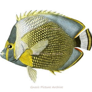 Antique Fish Print No.11 Yellow Tropical coral reef fish Wall Art Wall Hanging Beach cottage bedroom wall Decor 8x10 Aquarium Fish Art Print