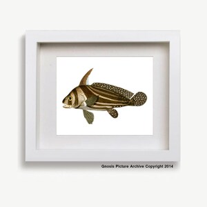 Antique Fish Print No.2 brown beige Stripes Tropical coral reef fish Wall Art Wall Hanging Beach Bathroom Decor 8x10 Aquarium Fish Art Print