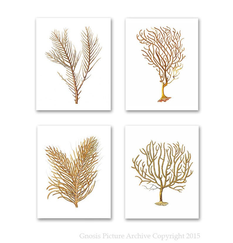 Sea Fan Art Print Sea Coral Prints Set of 4 Beach Wall Decor Etsy