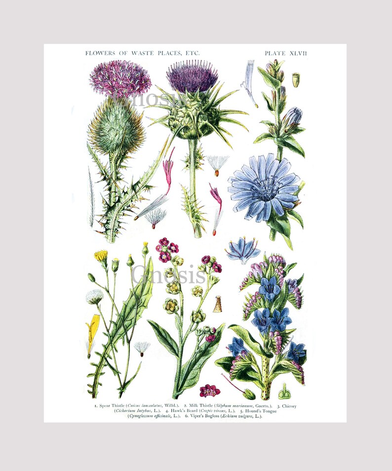 English Wildflowers Wall Art set of 6 unframed English Cottage decor, Cottagecore image 3