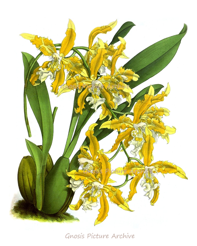 Antique Botanical Print Orchid No.8 Bathroom Wall Art Decor | Etsy