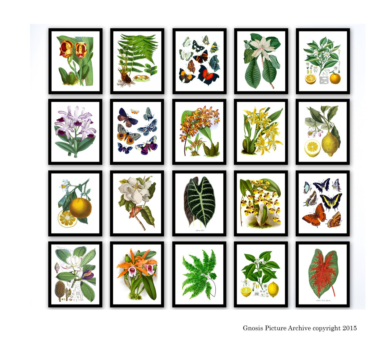 Set of 20 Botanical Illustrations Wall Art Prints Unframed Etsy