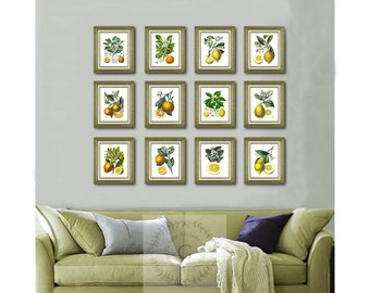 May include: A set of 12 framed botanical prints featuring lemons and lemon trees. The prints are arranged in a grid pattern on a light green wall above a green sofa. The prints are all in gold frames.