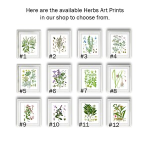 Herbs Art Prints Set of 6 Unframed Kitchen Herbs Prints Great for ...