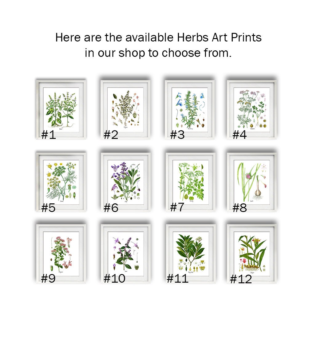 Herbs Art Prints Set of 6 Unframed Kitchen Herbs Prints Great for ...