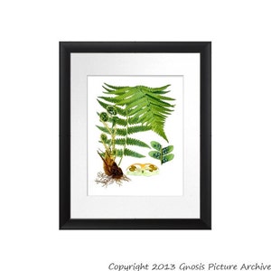 Kohler Botanical Print Fern Print No.8 Antique Botanical Victorian Art Green Fern Leaf  Home Interior Decor  8x10 GnosisPictureArchive
