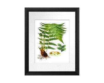 Kohler Botanical Print Fern Print No.8 Antique Botanical Victorian Art Green Fern Leaf  Home Interior Decor  8x10 GnosisPictureArchive