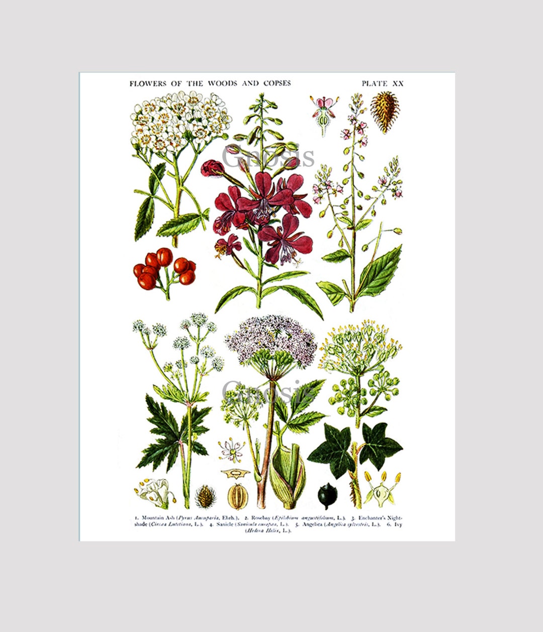 Woodland Decor, English Wild Flowers Print No.4, Antique Botanical ...