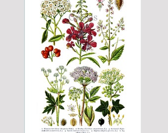 Woodland Decor, Engels wilde bloemen Print no.4, antieke botanische Print Wall Art, land Decor, meisje, kamer Decor,