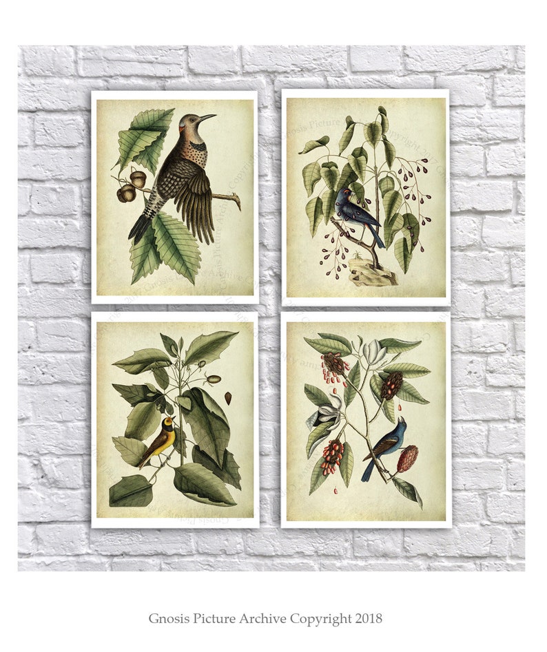 Vintage Bird and Botanical Prints Set of 4 Unframed Catesby Birds ...