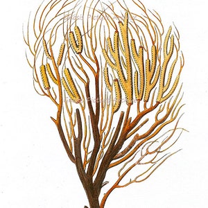 K&ouml;nnte beinhalten: Eine antike botanische Illustration einer Pflanze mit braunen St&auml;ngeln und &Auml;sten sowie gelb-orangen, segmentierten Strukturen. Das Bild hat eine Vintage-&Auml;sthetik, mit dem Text "Gnosis Picture Archive" unten.