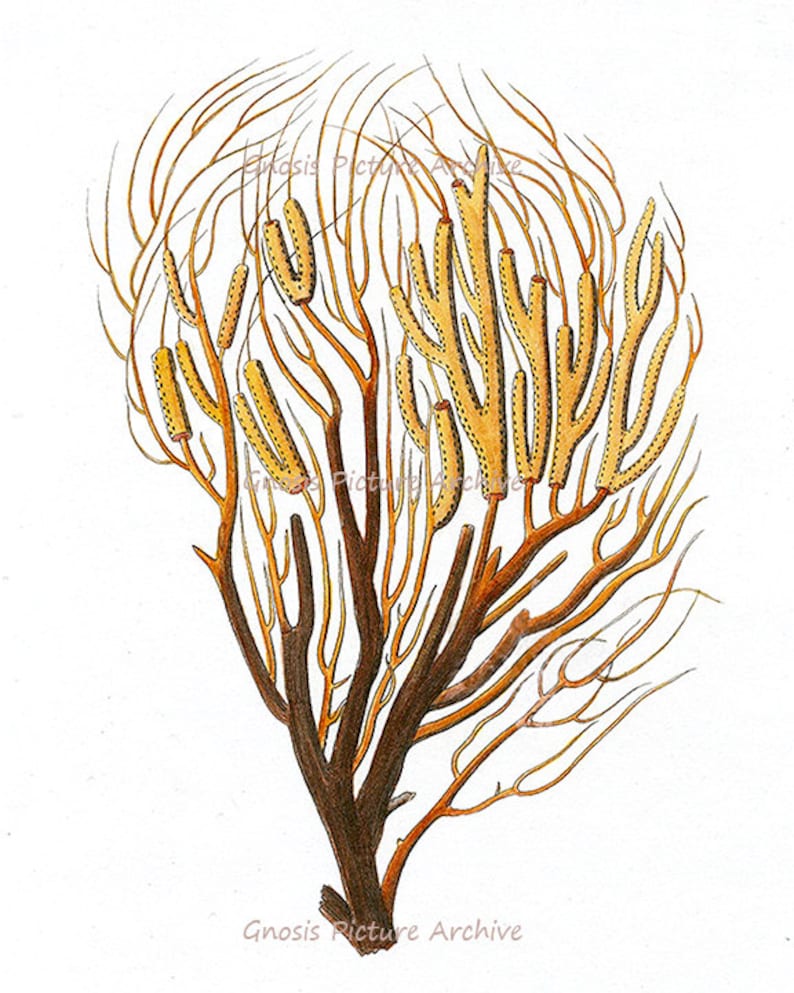 K&ouml;nnte beinhalten: Eine antike botanische Illustration einer Pflanze mit braunen St&auml;ngeln und &Auml;sten sowie gelb-orangen, segmentierten Strukturen. Das Bild hat eine Vintage-&Auml;sthetik, mit dem Text "Gnosis Picture Archive" unten.