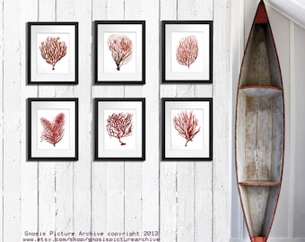 Red Sea Coral Beach Wall Decor set of 6 unframed wall art prints for beach house living room or bathroom decor