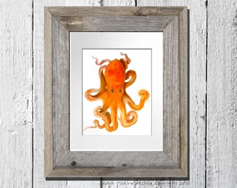 Beach Decor Orange Octopus Print Cephalopod No.9 Sea Creature Sea Life Beach art Coastal wall art Nautical Decor  8x10 GnosisPictureArchive