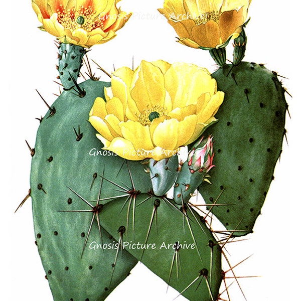 Cactus Print, South western Decor Wall Hanging vintage Botanical Art Print Yellow Flowering Cactus No.8 Desert Home Decor Wall Art