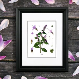 May include: A botanical illustration of mint, featuring a detailed depiction of the plant's leaves, flowers, and stems. The image is framed in black and set against a wooden background.