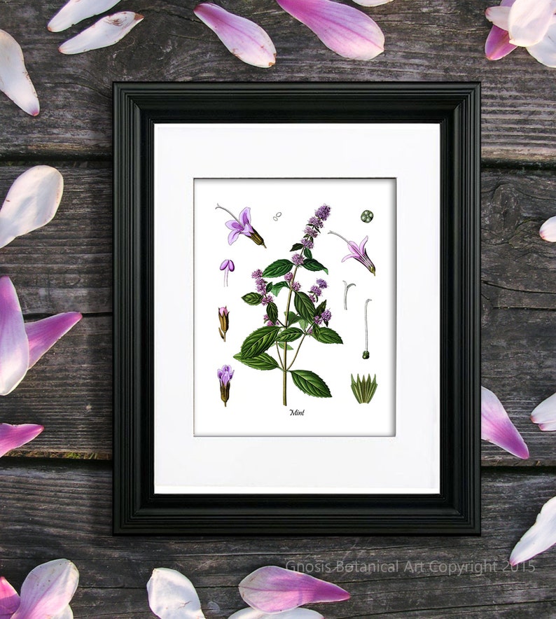 May include: A botanical illustration of mint, featuring a detailed depiction of the plant's leaves, flowers, and stems. The image is framed in black and set against a wooden background.
