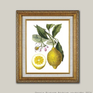 Lemon Art Print No.9 Unframed Wall Art image 3