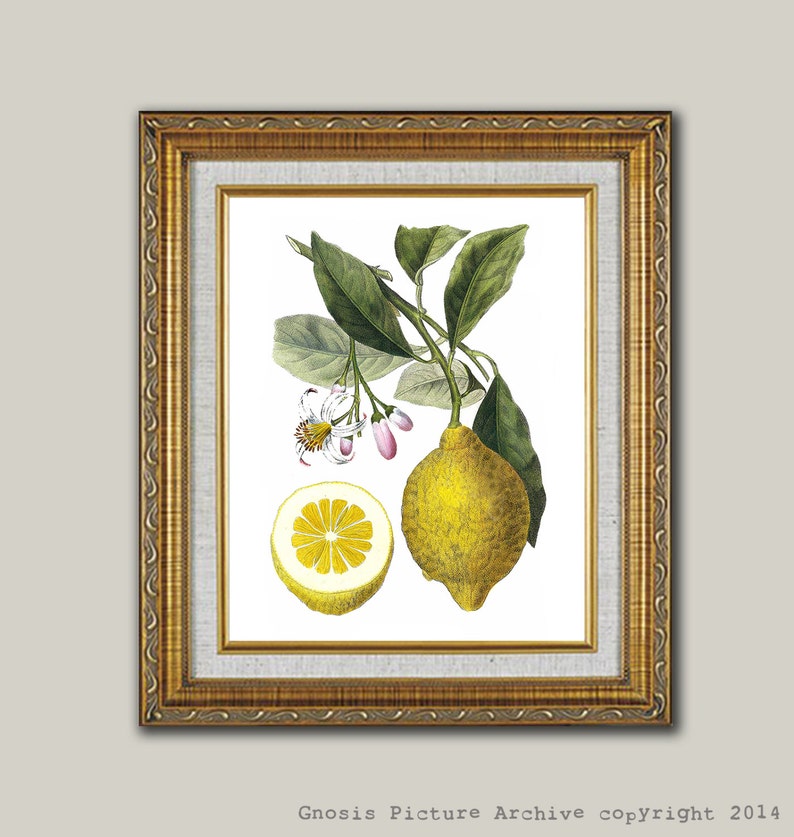 Lemon Art Print No.9 Unframed Wall Art image 3